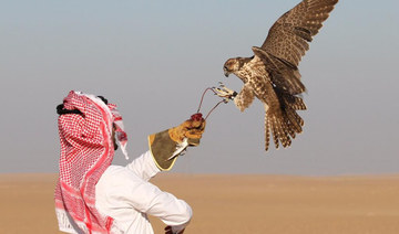Falcon breeding brings ancient hobby back to its old glory