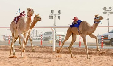 Crown Prince Camel Festival off to racing start in Taif