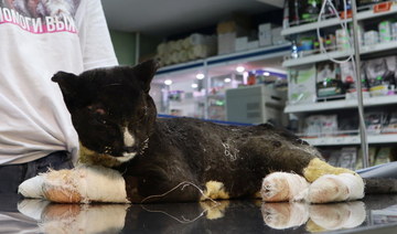 Volunteers rescue cats caught in Siberian wildfires