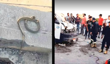 Cobra in a minibus kills family of 4 and driver in Egypt