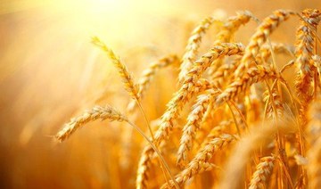 Wheat hits new highs as USDA stokes world supply worries