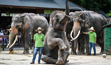 Elephants entertain tourists at Wild Elephant Valley in Xishuangbanna, Yunnan province, is a hit among tourists in China. (Hector Retamal / AFP) 