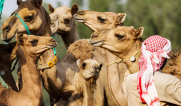 Known as ‘ships of the desert,’ and once used for transport across the sands of the Arab Peninsula, camels are symbols of traditional Gulf culture. (AFP)