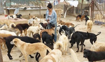 Health alert as Lebanon’s stray dog problem fuels rabies fears