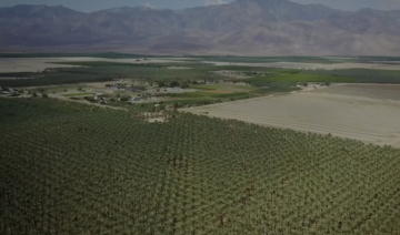 The Californian valley where Arab date palms have flourished