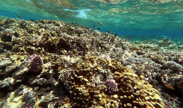 In Egypt’s Red Sea, corals fade as oceans warm