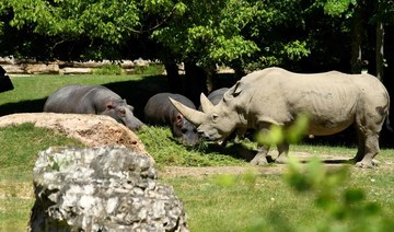 Toby, the world’s oldest white rhino, dies in Italian zoo aged 54
