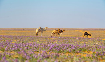 Measure taken to further protect vegetation and combat desertification in Saudi Arabia