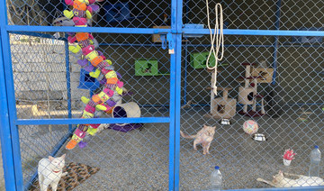 Islamabad animal sanctuary launches stray dog capture, release program