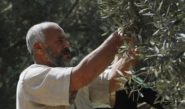 Palestinians defend their olive trees as settler assaults escalate