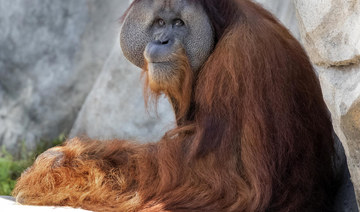 Endangered orangutan in New Orleans expecting twins