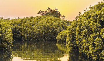 Saudi Arabia’s carbon-rich mangroves are key to combating climate change