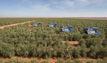 18m olive, palm trees planted in Jouf in line with Saudi Green Initiative