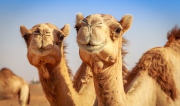 Got the hump: Spain police end escaped camels’ night on the town