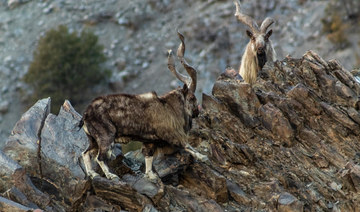 Poaching, migration, climate change: The case for Pakistan’s missing markhors