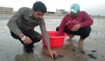 Pakistani wildlife team cradles green turtles babies from beach to sea