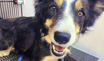 Colorado dog that was missing for 2 weeks rescued from ledge