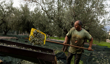 Greece feels pain of olive oil crisis