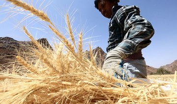 Saudi grain organization will buy wheat with an exceptional increase from local farmers