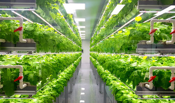 With an eye on future food challenges, KSA invests millions in vertical farming