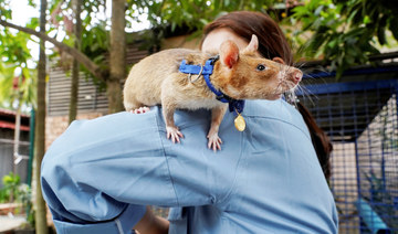  Magawa, the recently retired mine detection rat, sits on the shoulder of its former handler So Malen at the APOPO Visitor Center in Siem Reap, Cambodia, June 10, 2021. (REUTERS)