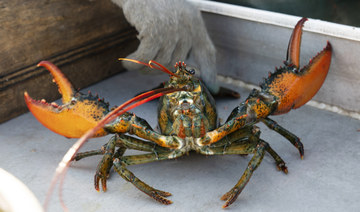 A lobster rears its claws after being caught off Spruce Head, Maine, Aug. 31, 2021. (AP)