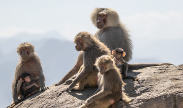 Baboons are believed to be natives of the western region’s Sarawat Mountains, mostly in the southwestern areas from Taif to Asir and beyond. (Shutterstock)