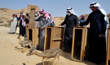 Wildlife center releases 22 endangered animals into Saudi protected area