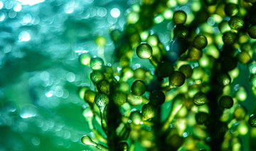 Algae the key as KAUST seaweed biotech aims to boost Kingdom’s fisheries