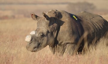 Uptick in rhino poaching as S.Africa eases virus curbs