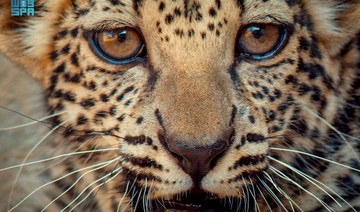 Saudi Arabia declares Feb. 10 ‘Arabian Leopard Day’