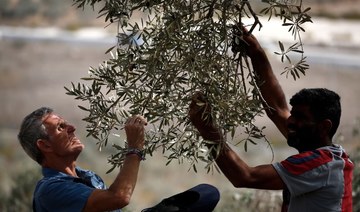 Charities to plant 25,000 olive trees across Palestine