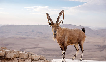 Ten Nubian ibex were released by the Royal Commission for AlUla to mark World Wildlife Day on Thursday. (Shutterstock)