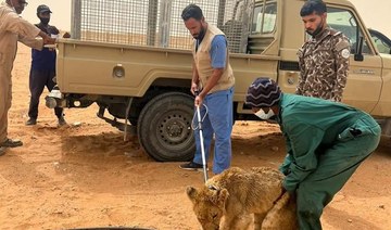 Stray lion sparks alert in Saudi capital