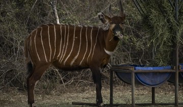 On brink of extinction, a new hope for Kenya’s forest antelope
