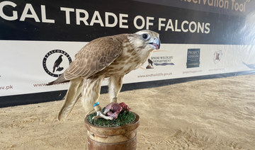 Photo shows one of 75 falcons seized from alleged smugglers at the Customs Preventive Service Club and Sports Complex in Karachi on Feb. 28, 2020. (AN photo)
