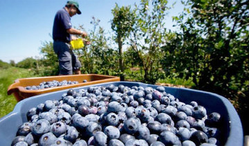 Pakistan plans to sweeten Middle East exports with blue and blackberry cultivation projects