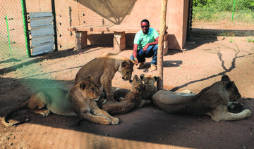 Once-starving lions roar back to life in Sudan sanctuary