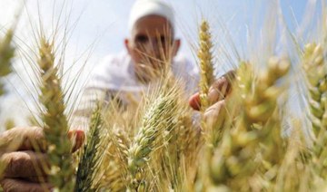 Egypt plans to buy wheat outside tenders to ensure food security: Bloomberg