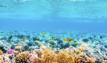 A research grant to support coral reef conservation research projects along the coast of Saudi Arabia has been awarded to KAUST. (Shutterstock)
