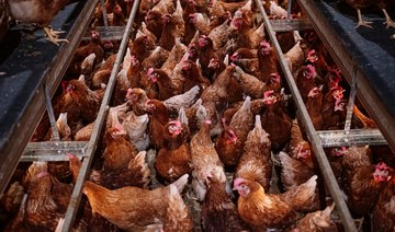 Saudi poultry processor Tanmia Food’s profits plunge 92% in Q1 to reach $410k 