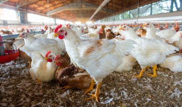 Saudi Food and Drug Authority lifts temporary ban on poultry meat and egg imports from Denmark 