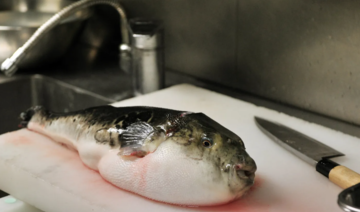 Egypt issues warning over toxic pufferfish 
