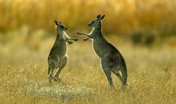 Kangaroo sightings put spotlight on India’s unregulated exotic wildlife trade