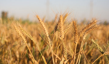 Egypt in-focus — Development cooperation portfolio with partners hits $26bn; Wheat will last until 2022