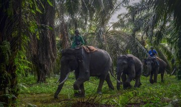 Critically endangered elephant, unborn baby suspected poisoned in Indonesia