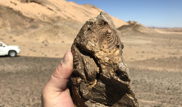 The Red Sea project discovers fossils of 80m-year-old marine reptiles in initial survey 