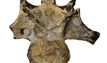 Dinosaur fossil found in Egypt