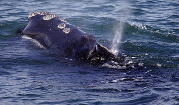 New restrictions on ships to protect whales coming soon