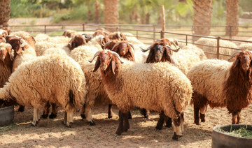 Saudi-bound ship carrying thousands of sheep drowned off Sudan’s Red Sea coast